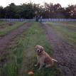 Raking out grass.  (So much fun).