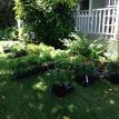 Plants arrive