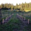 Grow Tubes in place