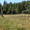 Looking like a vineyard....finally